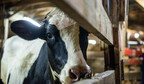NEW REPORT HIGHLIGHTS HOW THE SYSTEM FAILS TO PROTECT DAIRY COWS