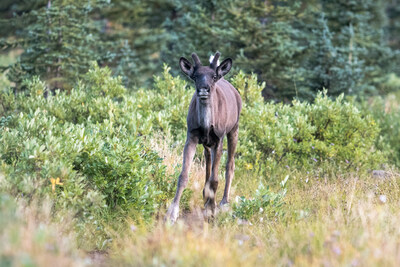 ©Parks Canada, Lalenia Neufeld. Caribou calf in the Tonquin Valley of Jasper National Park. (CNW Group/Parks Canada)
