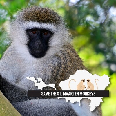 A global group of leading primate protection and animal welfare experts led by Born Free USA have outlined concerns about reported plans to kill members of a troop of free-living green monkeys on the island of St. Maarten.