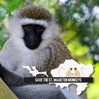 Primate Experts Call for Halt to St. Maarten Monkey Cull, Public Petition Launched