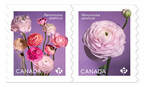 Une émission de timbres consacrée aux fleurs met en vedette des renoncules doubles