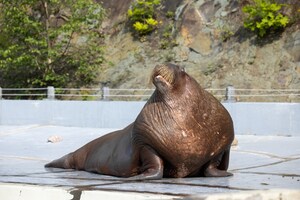 Départ de Boris - Le célèbre morse est arrivé à destination à SeaWorld Abu Dhabi