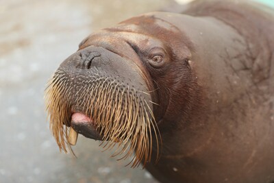 Boris, le dernier morse  avoir sjourn  l'Aquarium du Qubec (Groupe CNW/Socit des tablissements de plein air du Qubec)