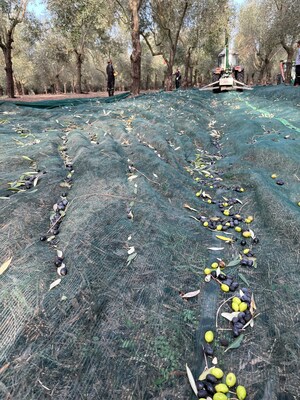 Harvest at Villa Filippo Berio