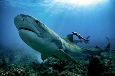 Dia para a Conscientização sobre Tubarões