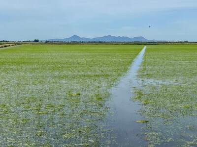 The region’s heavy clay adobe soil holds water like a bathtub.