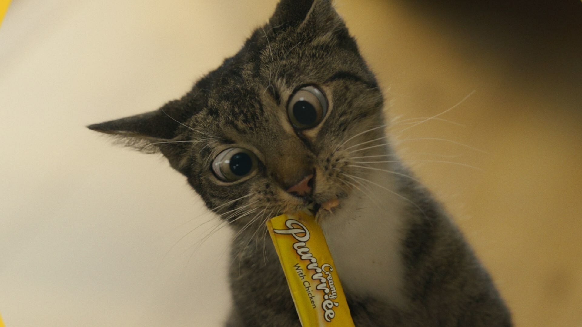 Temptations cat food commercial