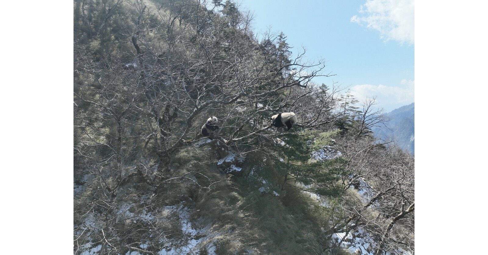 Tangjiahe National Nature Reserve: Random Encounter of Wild Giant Pandas Courting from Treetop