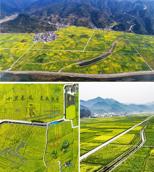 Découvrez la beauté du printemps dans les champs de fleurs de colza au sud-ouest de la province du Guizhou en Chine