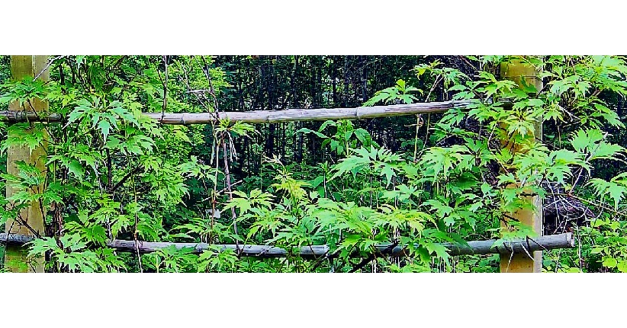 Hikvision protects an endangered rare grape species with video technologies Hikvision protects an endangered rare grape species with video technologies