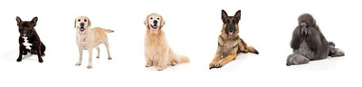 FRENCH BULLDOG KNOCKS LABRADOR RETRIEVER OUT OF NUMBER ONE SPOT, ENDING 31-YEAR STAY AT THE TOP