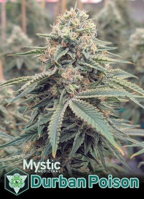 Mystic Medicinal encourages Oklahoma dispensaries to pre-order to help ensure they get a portion of the upcoming Durban Poison harvest.