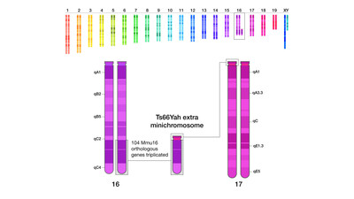 The new mouse model, known as Ts66Yah, has a minichromosome with over a hundred genes from mouse chromosome 16 attached to the centromere region of mouse chromosome 17. These genes are most relevant to human chromosome 21. Credit: Faycal Guedj and Darryl Leja, NHGRI.