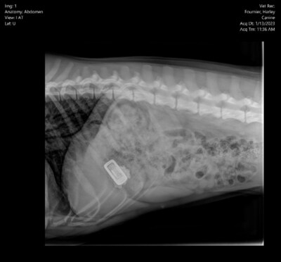 Harley's Fitbit snack became lodged after ingestion and is clearly visible in her radiograph.