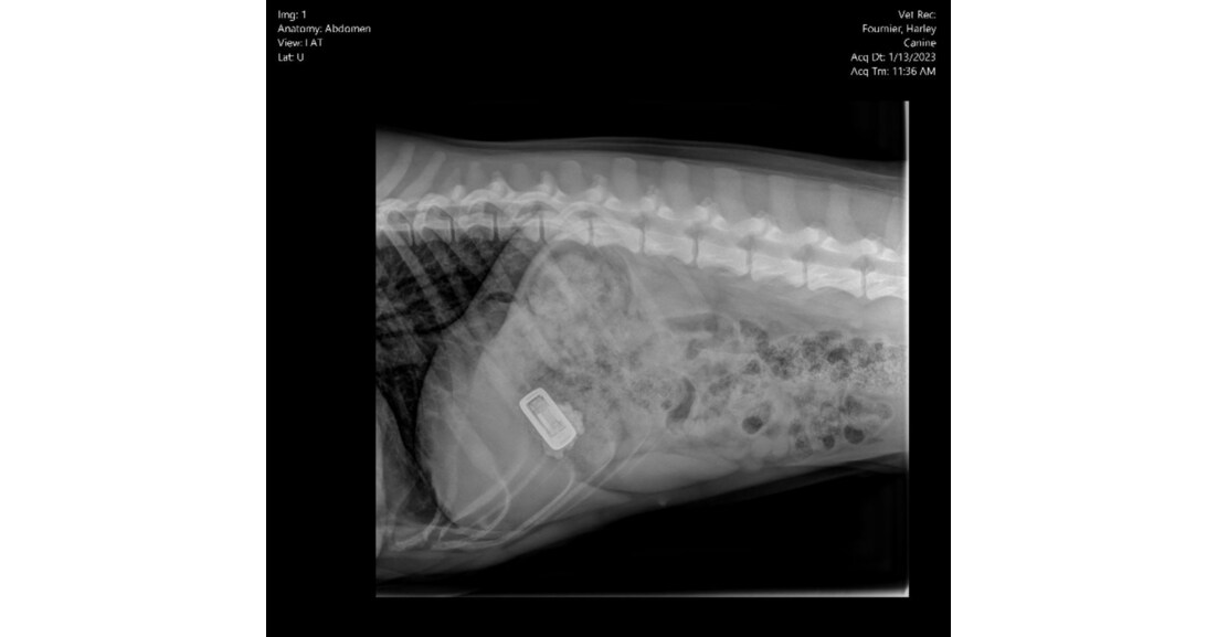 Dog Swallows Fitbit That Continues to Track Her Movement