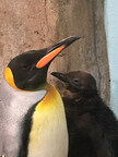 BIRTH OF A KING PENGUIN AT THE BIODÔME