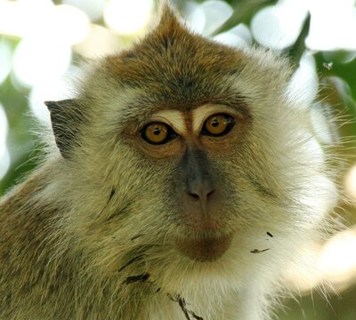 Born Free USA and other animal welfare organizations are calling on supporters to ask the U.S. Fish and Wildlife Service to continue working to rescue hundreds of young endangered long-tail macaques that have been illegally imported from Cambodia for exploitation in laboratories in the United States.