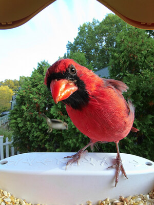 UGC Red Cardinal on a Bird Buddy Smart Bird Feeder