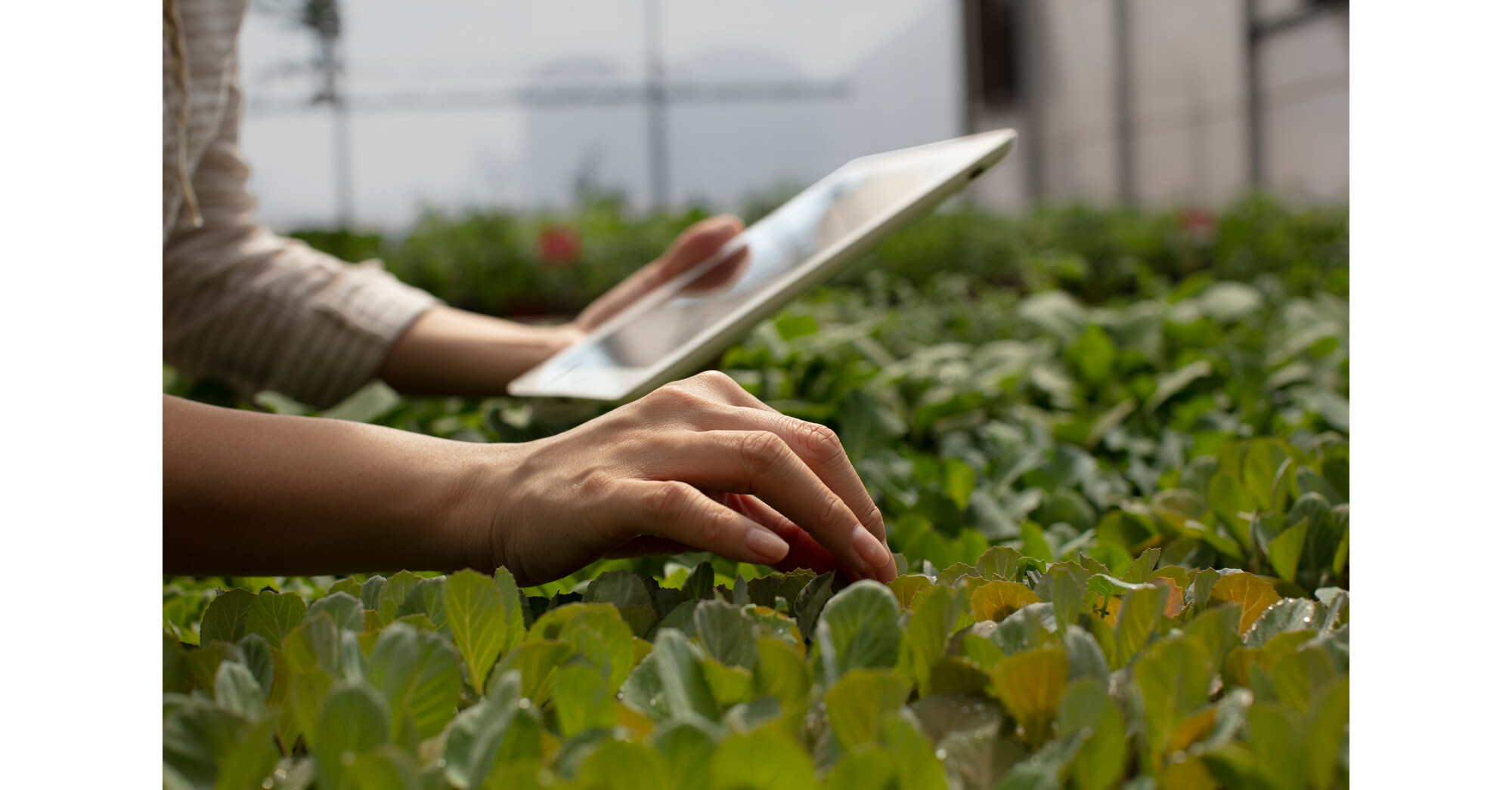 Parceria de Bayer e Microsoft desenvolve solu&ccedil;&otilde;es em nuvem para inova&ccedil;&atilde;o e transpar&ecirc;ncia na ind&uacute;stria agroalimentar