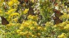 407 ETR and the Canadian Wildlife Federation working to restore the equivalent of 22 football fields of land to enhance monarch butterfly and pollinator habitats along roadsides in the GTHA