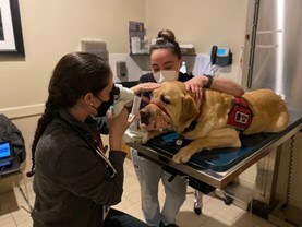 Service and Working Animals Receive Free Eye Exams During 14th Annual Event
