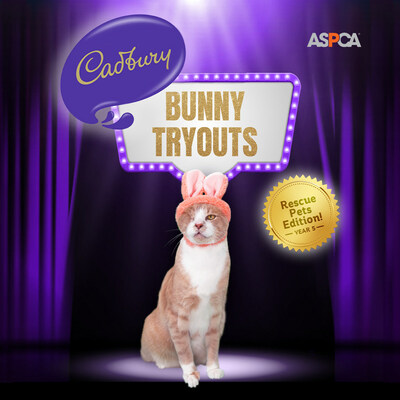 Crash the Cat is the winner of the 5th Annual Cadbury Bunny Tryouts, 'Rescue Pets Edition’