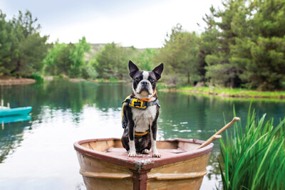 Dog hiking hot sale boots petsmart