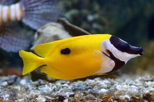 Une sortie ŒUF'orisante pour Pâques - Les œufs sous toutes leurs formes à l'Aquarium du Québec