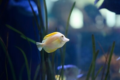 Comment les animaux de l'Aquarium se reproduisent, les poissons pondent-ils tous des oeufs? (Groupe CNW/Société des établissements de plein air du Québec)