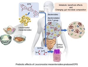 Noster Microbiome research: Fibrous fuel: Prebiotic fibers can keep the body's metabolism in check to improve gut-environment and suppress obesity