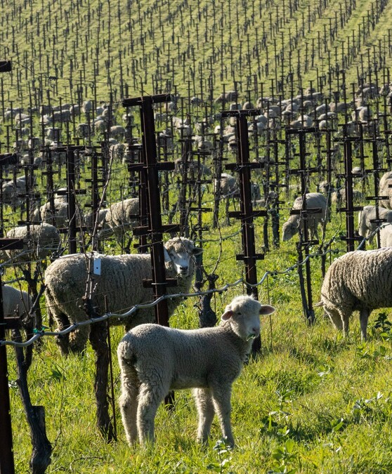 Grgich Hills Estate Receives Regenerative Organic Certification, Taking Sustainable Wine Production to New Heights - Vimarsana News