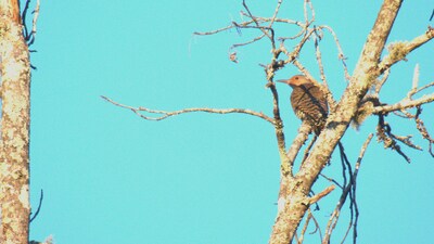 Alabama’s state bird, the Northern Flicker nicknamed the 