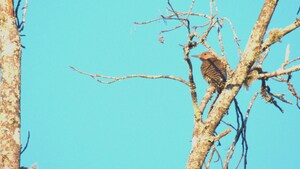 The Alabama Tourism Department Declares 2023 The Year of Alabama Birding