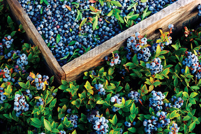 Wild Blueberries in Maine