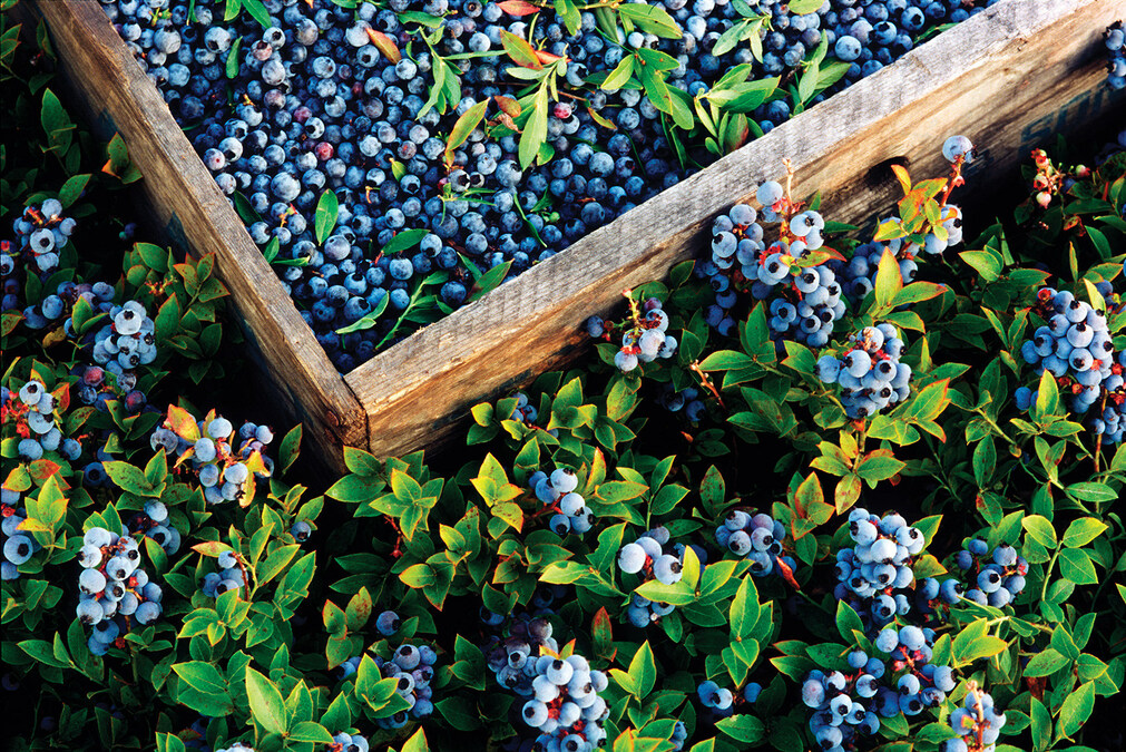 New Study Reinforces Powerful Benefits of Wild Blueberries on Cardiovascular and Brain Function - Vimarsana News