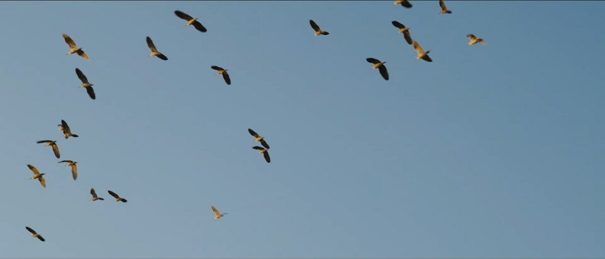 Protecting migratory birds and their precious wetland habitat with AIoT technology - Vimarsana News