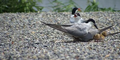 Protecting migratory birds and their precious wetland habitat with AIoT technology