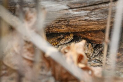 Georgia College &amp; State University delves into the secret lives of snakes