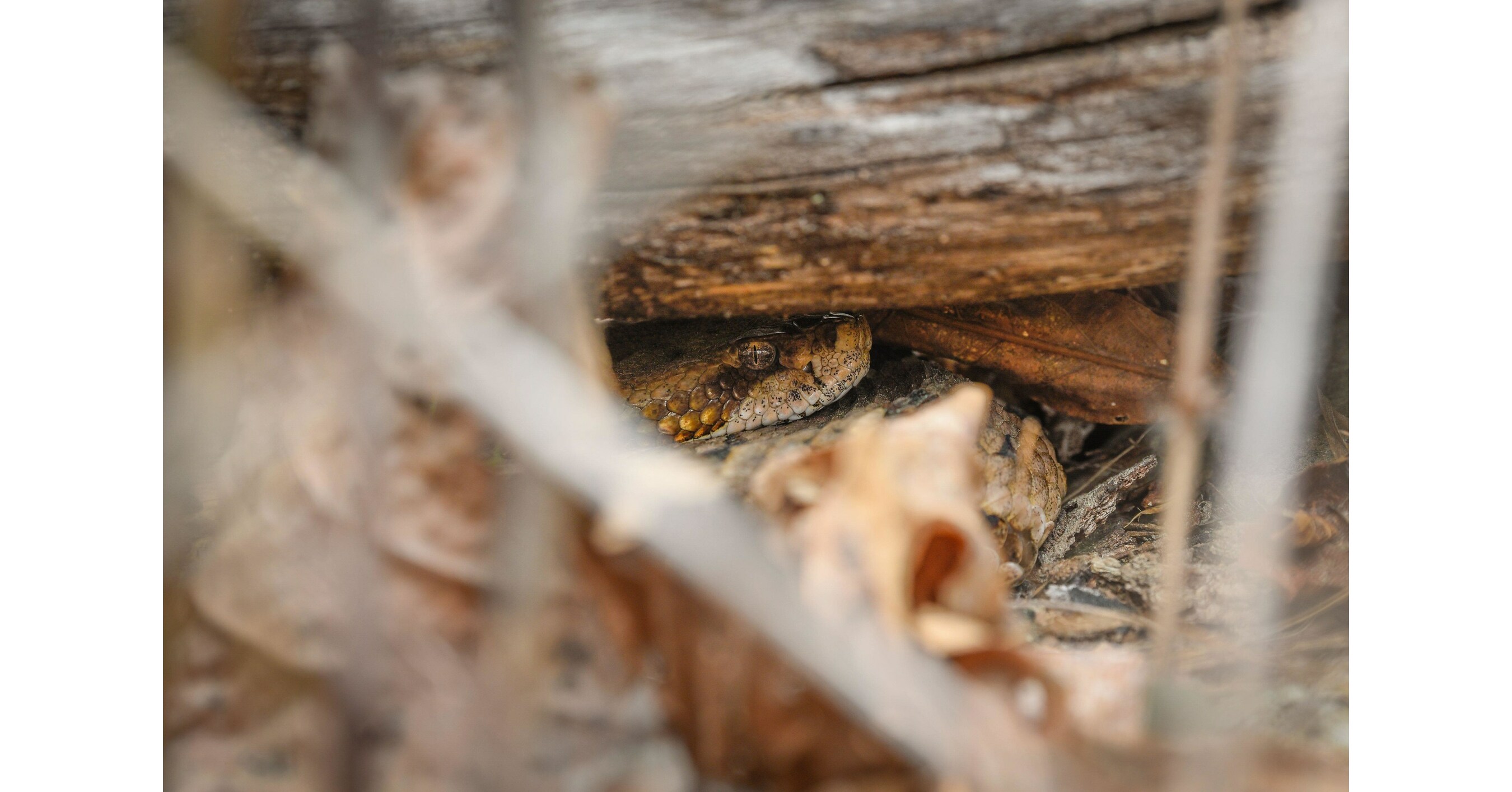 College & State University delves into the secret lives of snakes