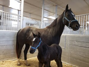 RCMP seeks public's help in finding great "W" names for its newborn horses