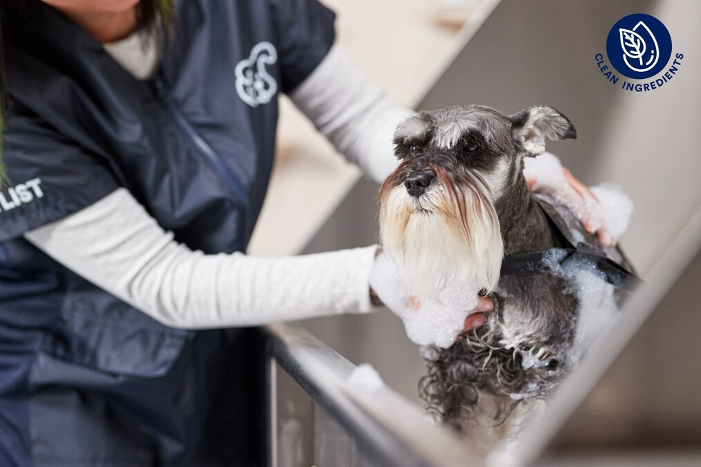 Becoming a Petco Certified Groomer