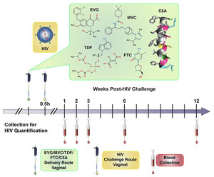 New Study Highlights the Complexity of Using Antiviral Drug Combinations for HIV Prevention