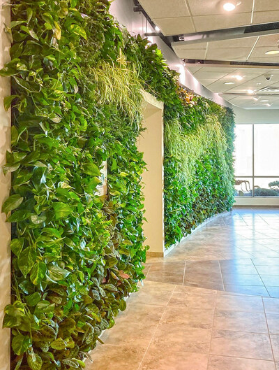 Green Living Plant Wall - Vert Plantworks