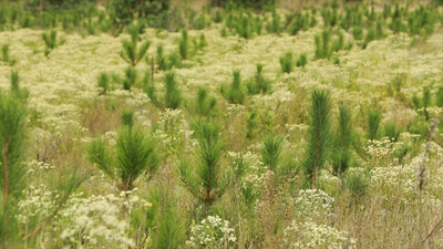 One Tree Planted and Forests Ontario partner to plant 17.5 million trees over five years