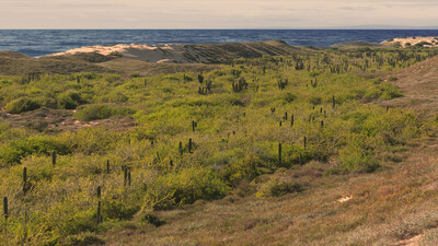 OLEADA GOLF LINKS LOS CABOS estará sobre un área bordeada por más de kilómetro y medio de playa de arena dorada y contará con espectaculares vistas al desierto y al Océano Pacífico.