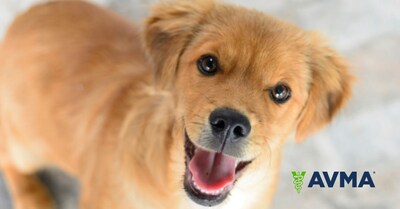 Any dog can bite. Active supervision, proper socialization and learning how to read a dog's body language are the keys to reducing bites, according the National Dog Bite Prevention Week Coalition.