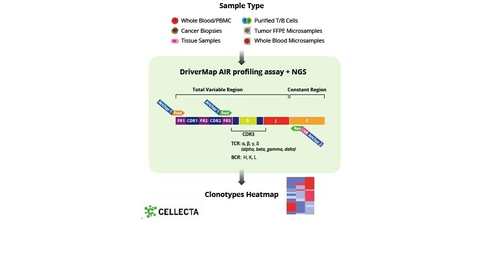 Cellecta, Inc. Launches DriverMap™ Adaptive Immune Receptor (AIR) Assay to Provide Greater Insights into Immune Repertoire Diversity by Profiling T-Cell and B-Cell Receptor Variability in Genomic DNA - Vimarsana News