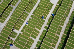 The Hometown of Chinese White Tea: Fuding's Small Leaves Spawn a Big Industry