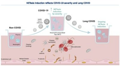 Peel scientists demonstrate increased NETosis induction in healthy neutrophils exposed to the blood of patients with severe Acute COVID-19 and symptomatic Long COVID. Created with BioRender.com