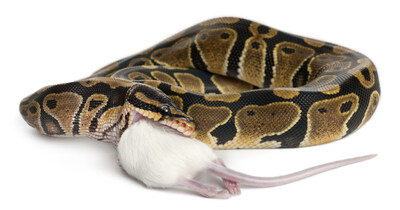 Python Royal python eating a mouse, ball python, Python regius, in front of white background (Groupe CNW/Agence de la santé publique du Canada)